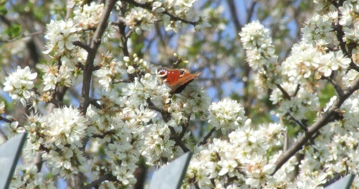 Aglais io